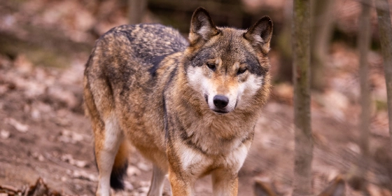 wolfwerende omheining