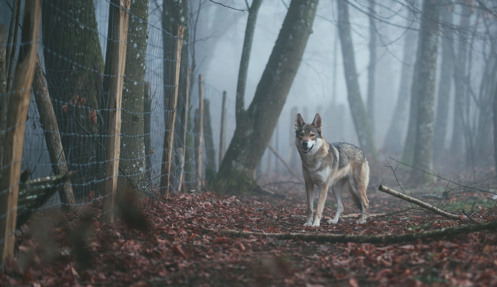 wolfwerend raster