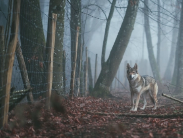 wolfwerende afrastering