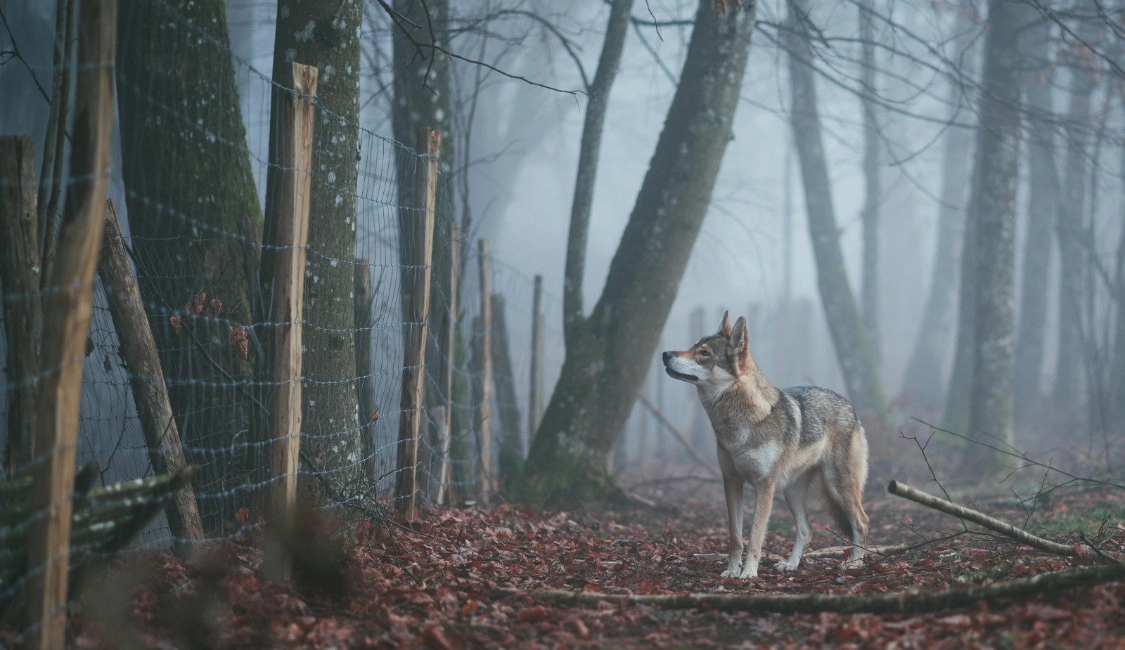 wolfwerende omheining
